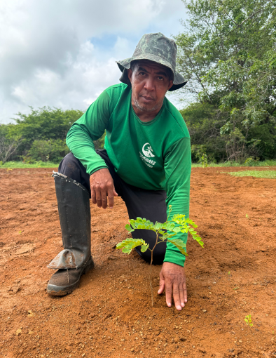 Verificação de desenvolvimento de mudas de espécies nativas em campo como parte de rigoroso controle técnico de restauração ecológica.