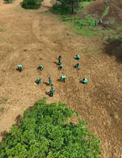 Vista aérea de equipe técnica da Germinare em campo executando plantio de mudas para projeto de restauração ecológica.