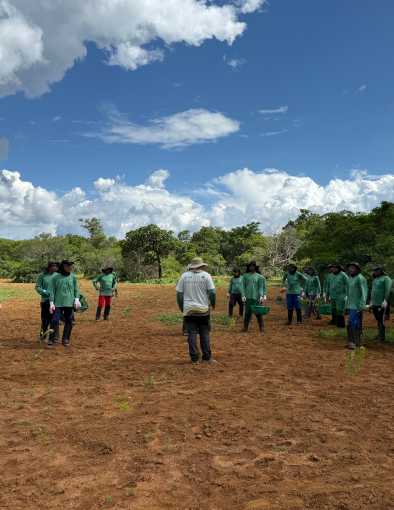 Equipe técnica da Germinare e parceiros socioambientais em campo para execução de plantio de recuperação de bioma brasileiro.