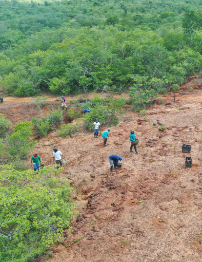 Monitoramento operacional de área em processo de restauração florestal por métodos de regeneração natural assistida.